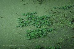 Pistia stratiotes